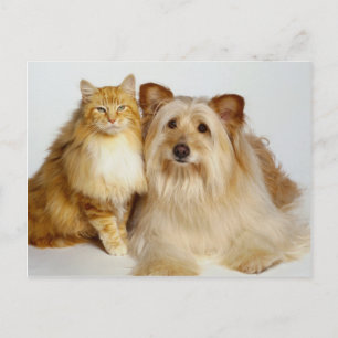 Carte Postale Adorable Best Friends Photo Chien et Chat