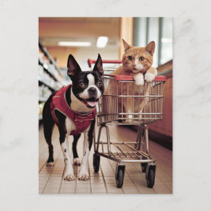 Carte Postale Adorable Boston Terrier et un chat aller Shopping