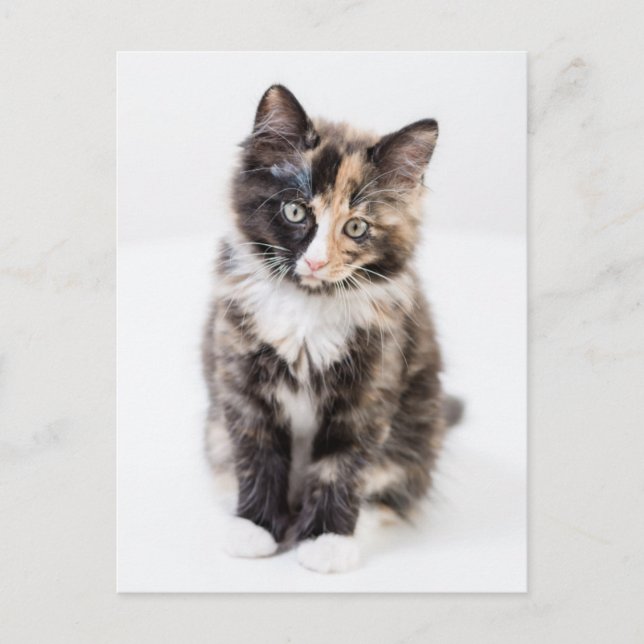 Carte Postale Adorable Calico Kitten (Devant)