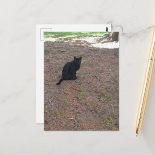 Carte Postale adorable chat noir errant