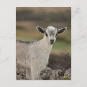 Carte Postale Adorable chèvre d'enfant
