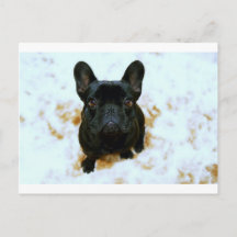 Adorable Chien-Chien-Putain Français Chien-botte !