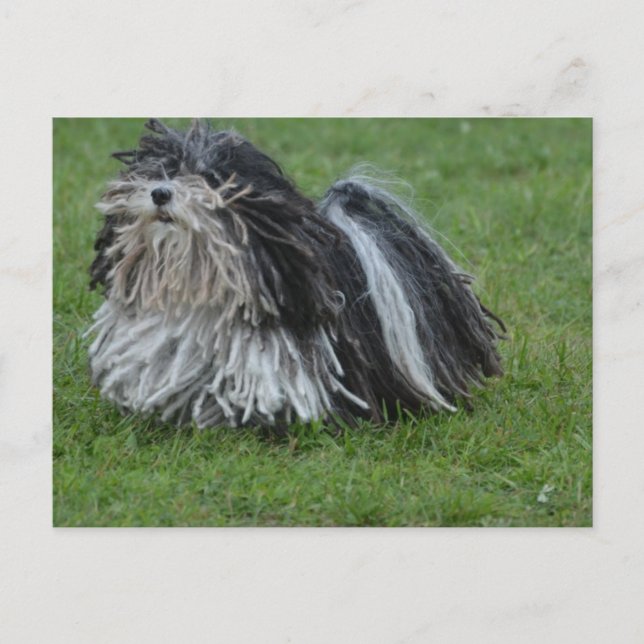 Carte Postale Adorable chien de poule (Devant)