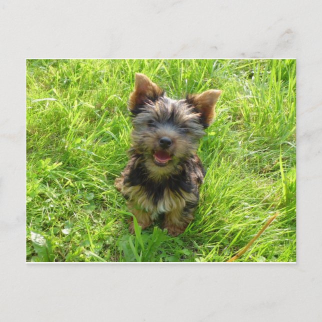 Carte Postale Adorable chien de Terrier (Devant)