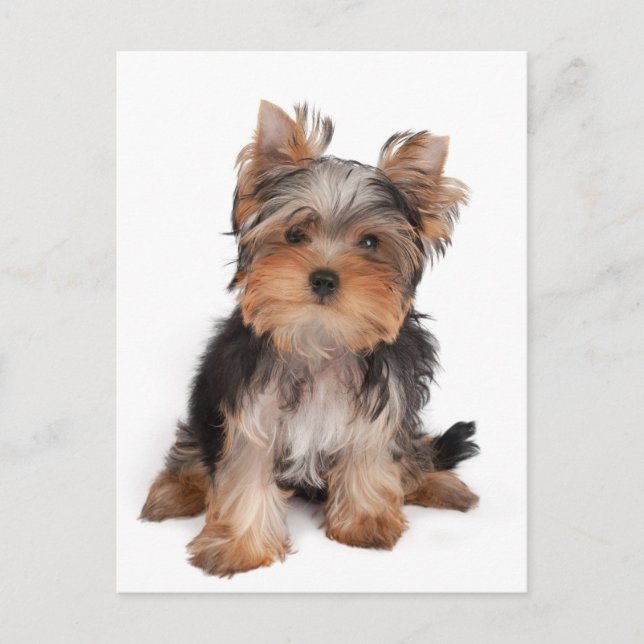 Carte Postale adorable chiot (Devant)