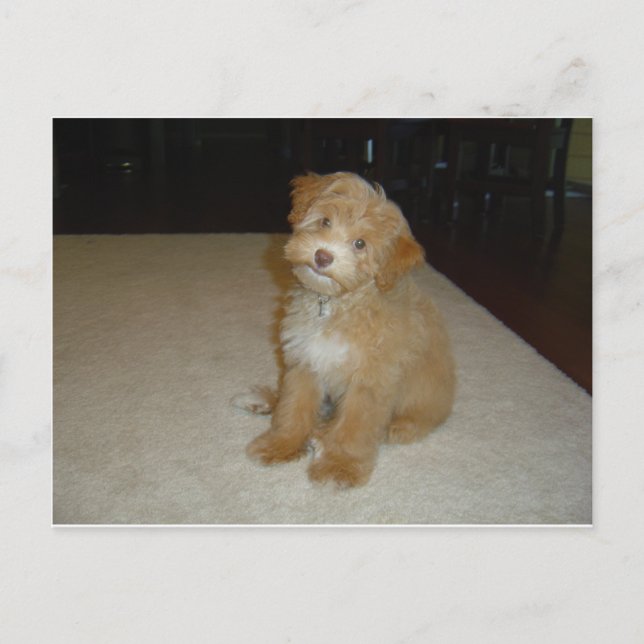 Carte Postale Adorable chiot Schnoodle (Devant)