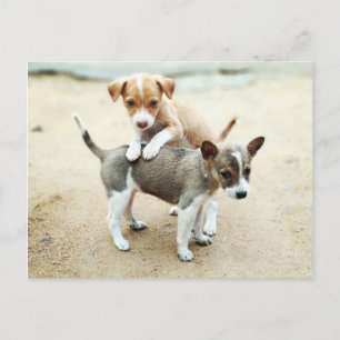Carte Postale Adorable Chiots jouant sur la plage