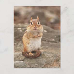 Carte postale adorable Chipmunk