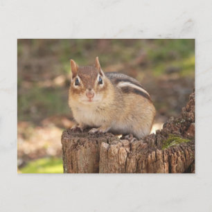 Carte Postale Adorable chipmunk enceinte
