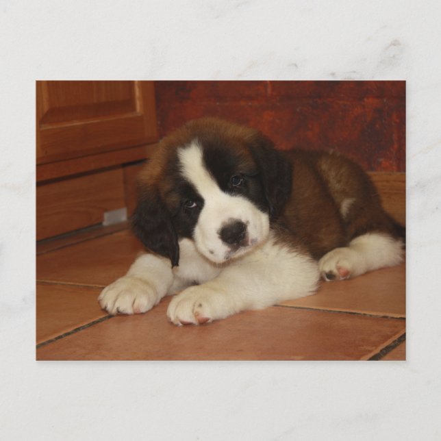 Carte Postale Adorable et doux St. Bernard Puppy (Devant)