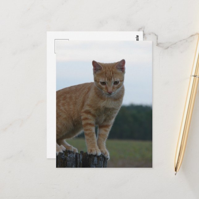 Carte Postale Adorable Ginger Kitten dans le pays Photographie (Devant/Arrière en situation)