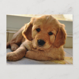 Carte Postale Adorable Golden Retriever chiot chien