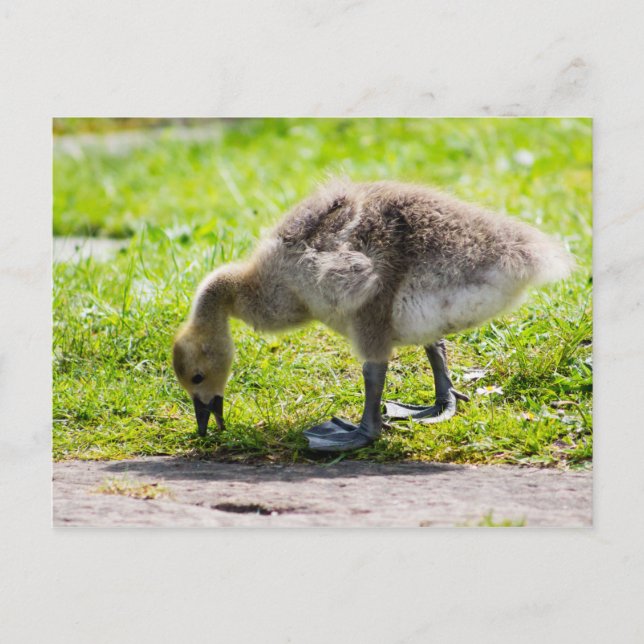 Carte Postale Adorable Gosling d'oie du Canada (Devant)