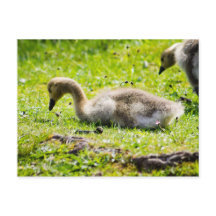Adorable Gosling d'oie du Canada