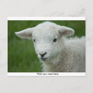 Carte postale adorable Little Lamb avec message