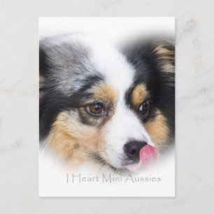 Carte Postale Adorable Mini Aussie Cadeau Assortiment
