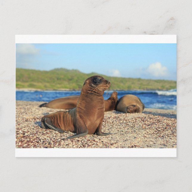 Carte Postale Adorable petit lion de mer Galapagos Îles (Devant)