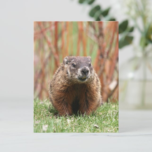 Carte Postale Adorable porc de fond dans la nature (Créateur téléchargé)