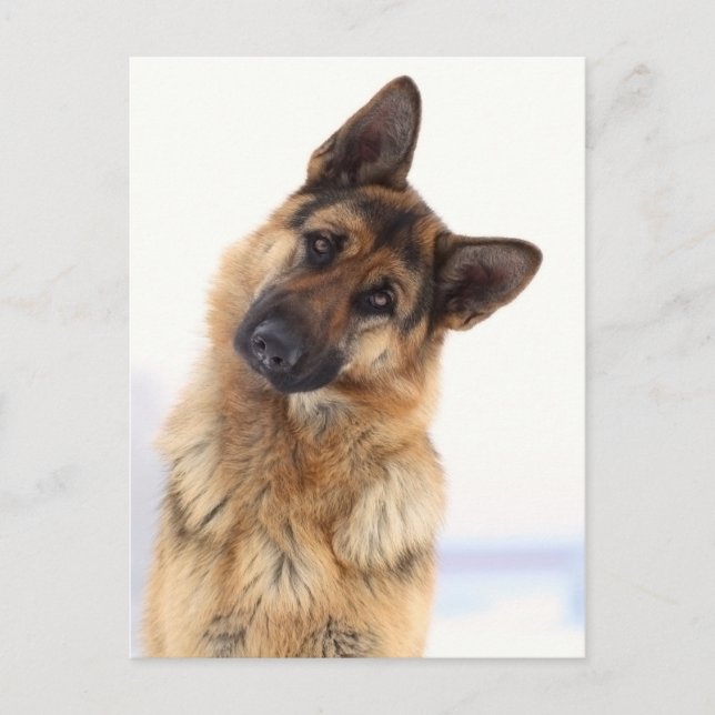 Carte Postale adorable portrait de berger allemand drôle (Devant)