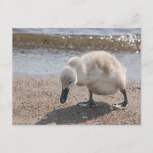 Carte postale adorable Swan Baby