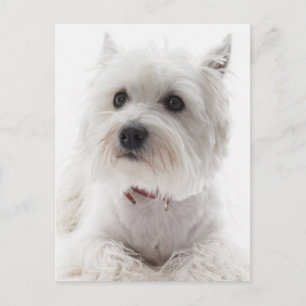 Carte Postale Adorable White West Highland Terrier