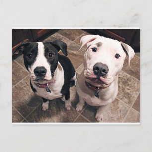 Carte Postale adorables chiots pitbull chiens