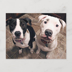 Carte Postale adorables chiots pitbull chiens
