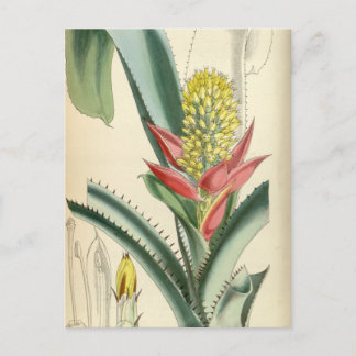 Carte Postale Aechmea mertensii (= mucroniflora)