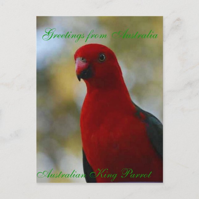 Carte Postale Affiche du roi australien Parrot (Devant)