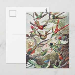 Carte Postale Affiche vintage colorée d'Ernst Haeckel sur les co
