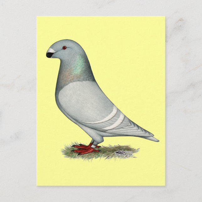 Carte Postale Afficher le concept Racer (Devant)