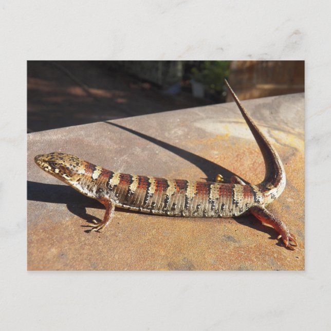 Carte Postale Afficher Low Arizona King's Place Alligator Lizard (Devant)