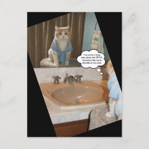 Carte Postale Affirmation drôle de chat
