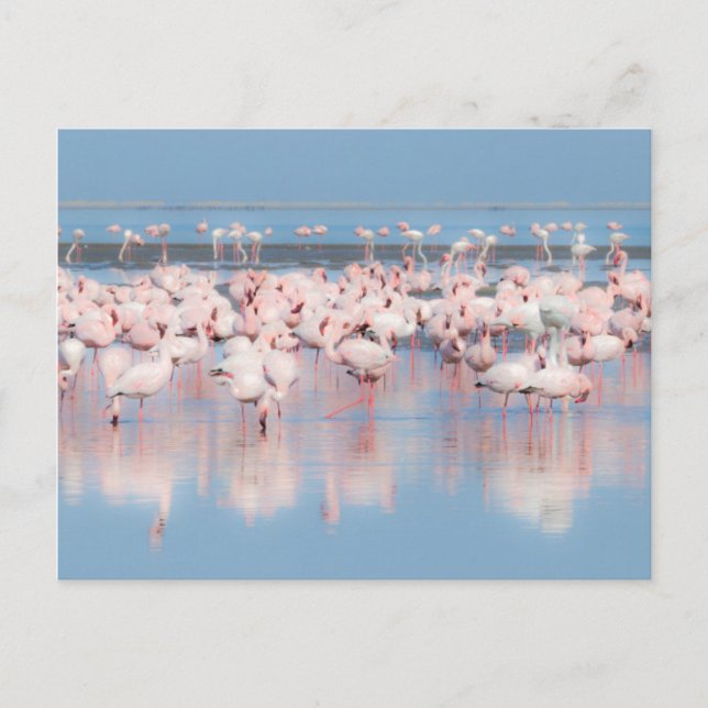 Carte Postale Africa, Namibie, Walvis Bay (Devant)