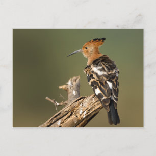 Carte Postale Africain Hoopoe