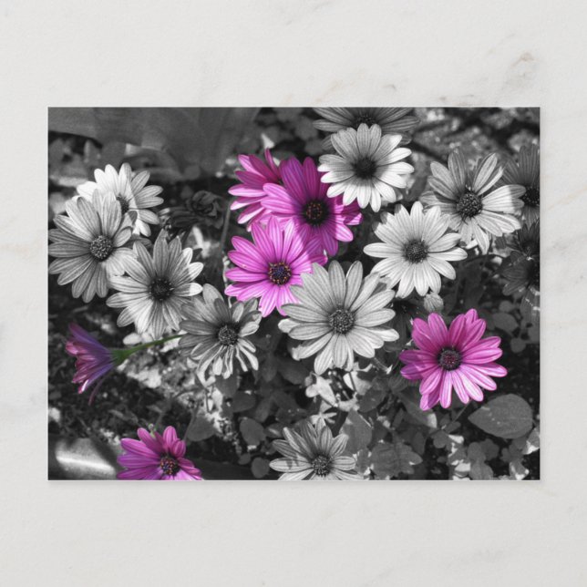 Carte postale africaine BW Floral (Devant)