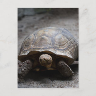 Carte postale africaine Spurt Tortoise