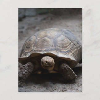 Carte postale africaine Spurt Tortoise