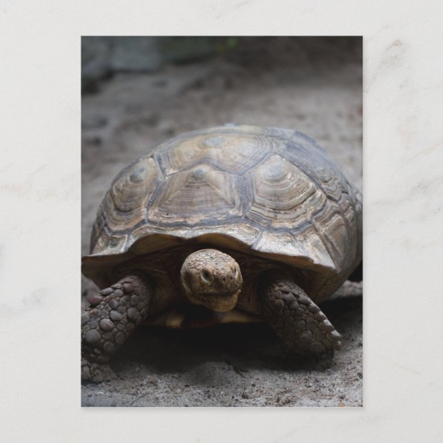 Carte postale africaine Spurt Tortoise (Devant)