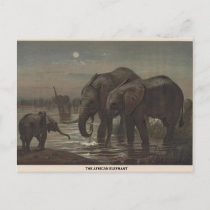 Carte postale African Elephant Zoological Sketch