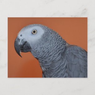 Carte postale African Grey