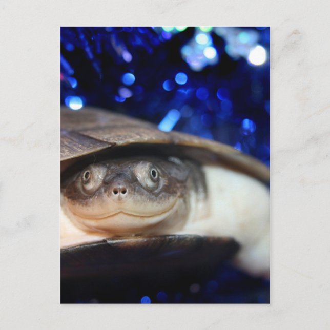 Carte Postale African Sideneck Turtle Regarde la caméra (Devant)