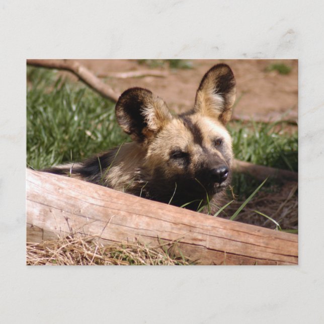 Carte Postale african-wild-dog-012 (Devant)