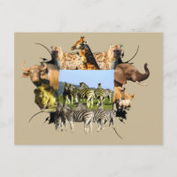African Wildlife Frame Blue Sky Zebra