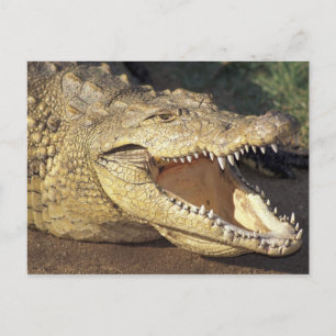 Carte Postale Afrique, Afrique du Sud Crocodile du Nil