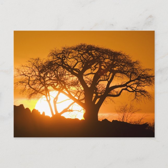 Carte Postale Afrique, Botswana, Coucher de soleil silhouette Ba (Devant)