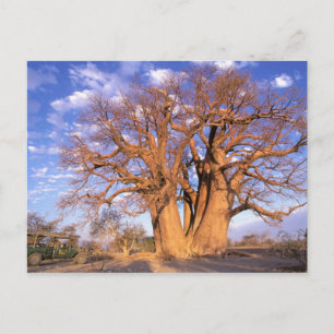Carte Postale Afrique, Botswana, delta de l'Okavango. Baobab
