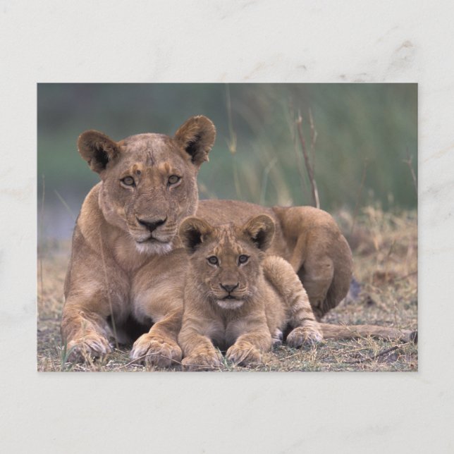 Carte Postale Afrique, Botswana, delta de l'Okavango. Lions (Devant)