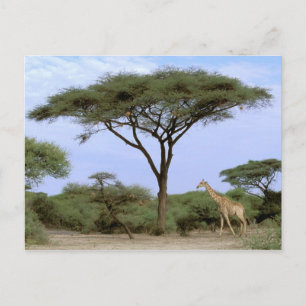 Carte Postale Afrique, Botswana, delta de l'Okavango. Sud