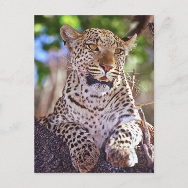 Carte Postale Afrique, Botswana, delta de l'Okvango, léopard sau (Devant)